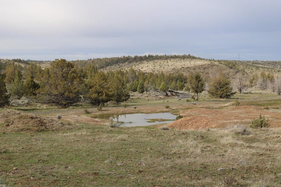 Photo of SW No Stitus  Frank Forest 1 of 1