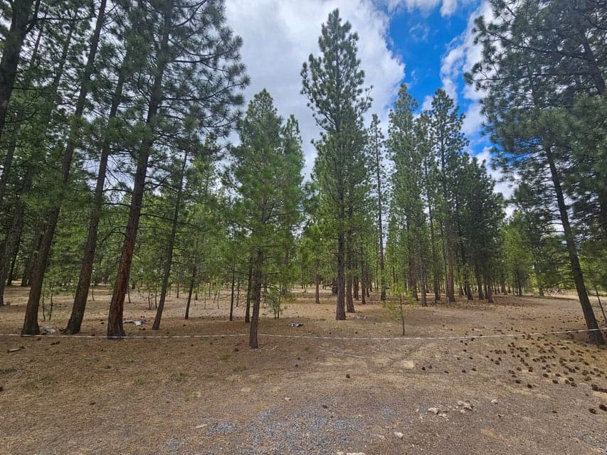 Photo of 52081 White Fir 1 of 1