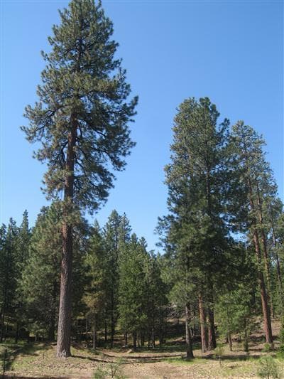 13231 Hawks Beard GH 320, Black Butte Ranch, 97759