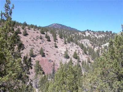 Photo of 0 Jack Rabbit 2 of 4