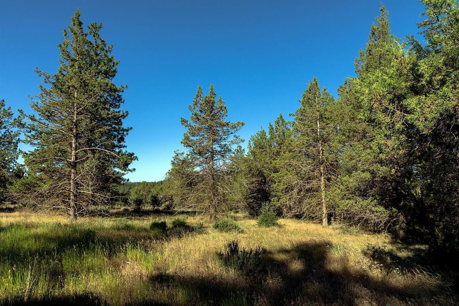 Photo of 986 Beattys Butte 4 of 27