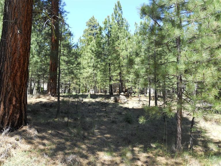 70643 Pasque Flower SM 76, Black Butte Ranch, 97759