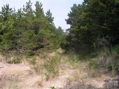 1317 Bayshore, Waldport, 97394
