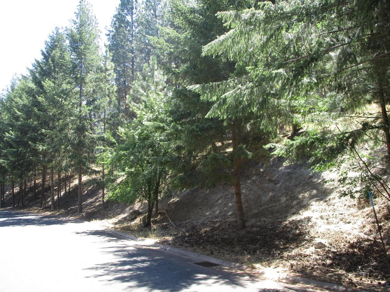Photo of 930 Wild Plum 4 of 10