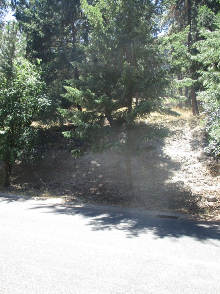 Photo of 930 Wild Plum 2 of 10