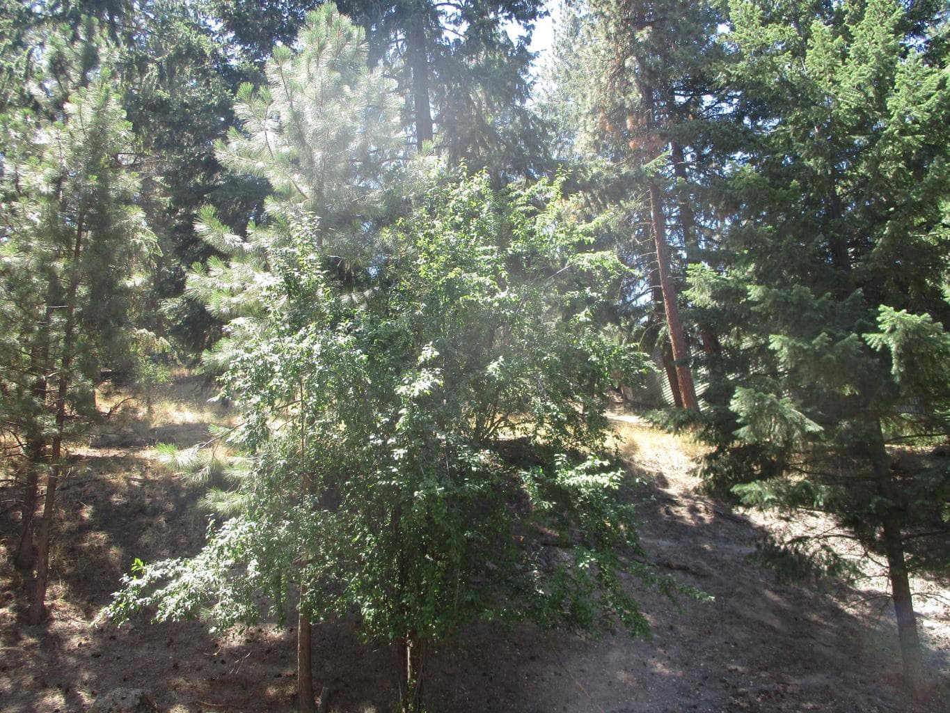 Photo of 930 Wild Plum 3 of 10