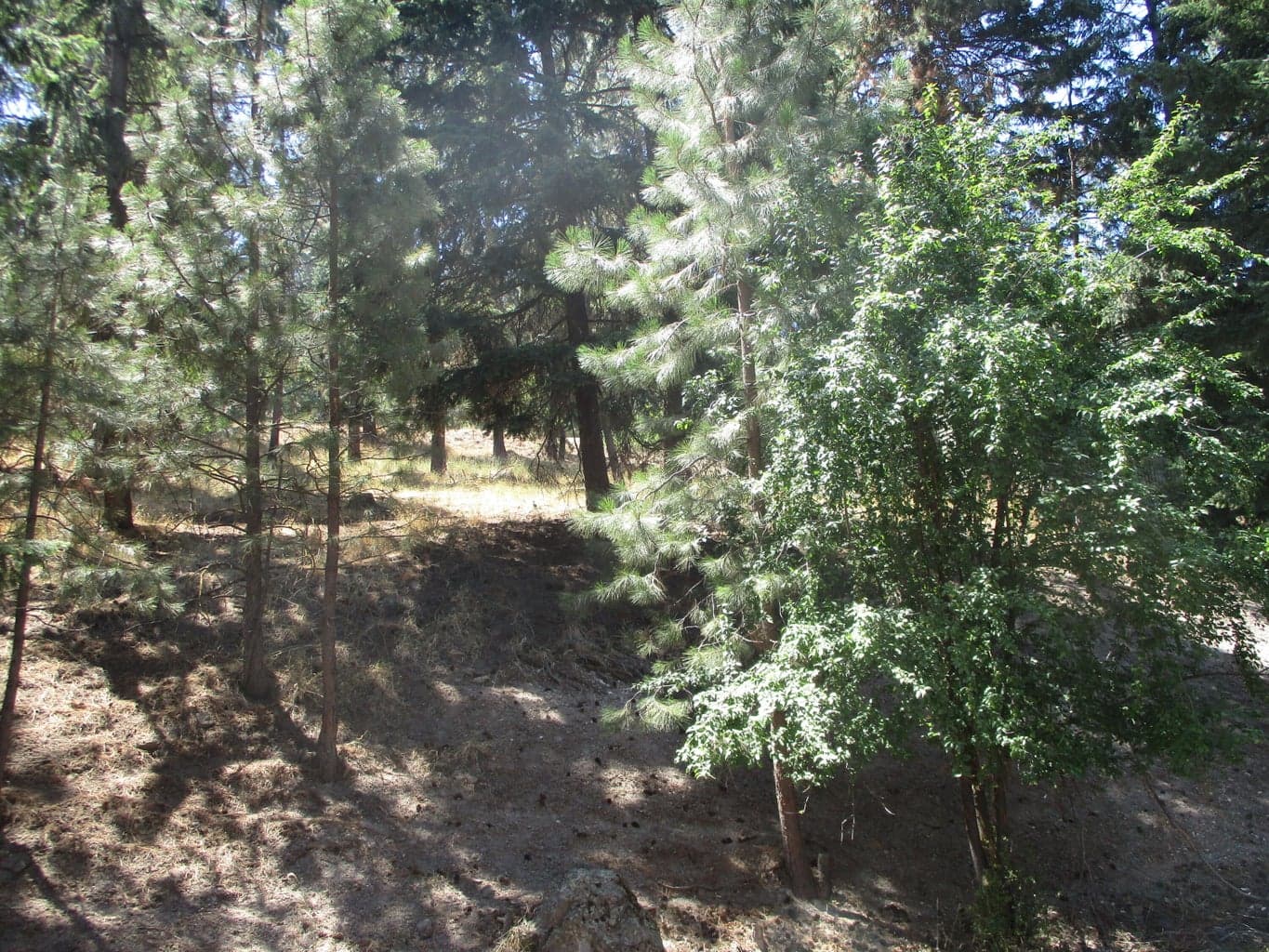 Photo of 930 Wild Plum 5 of 10