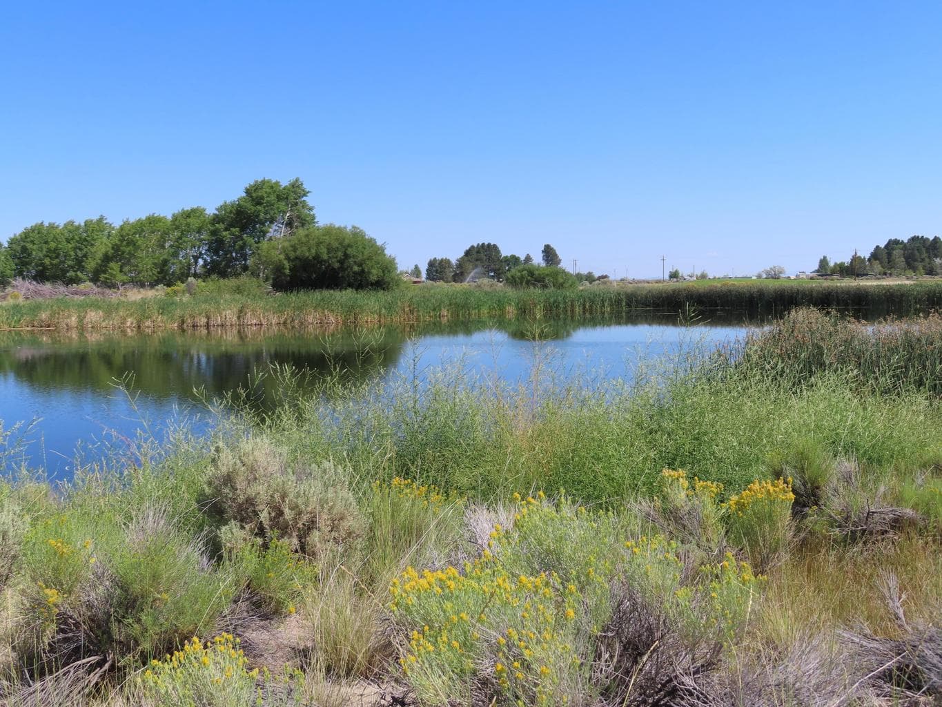 TL 600 Spruce (271710DD-00600), Christmas Valley, 97641