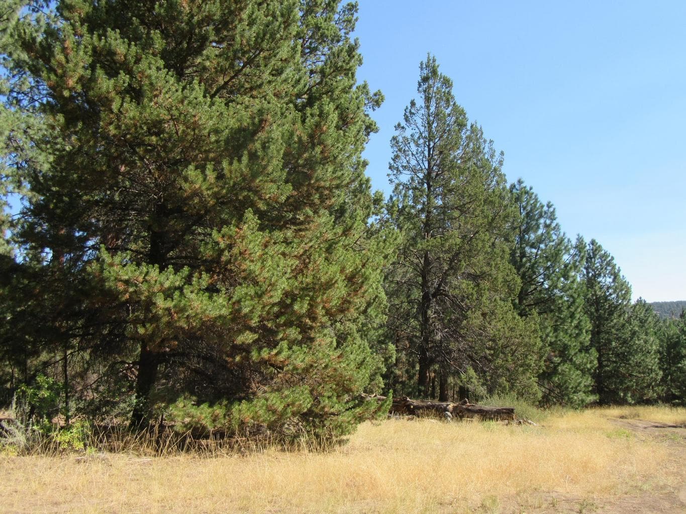Lot 146 Sleepy Hollow, Dorris, 96023