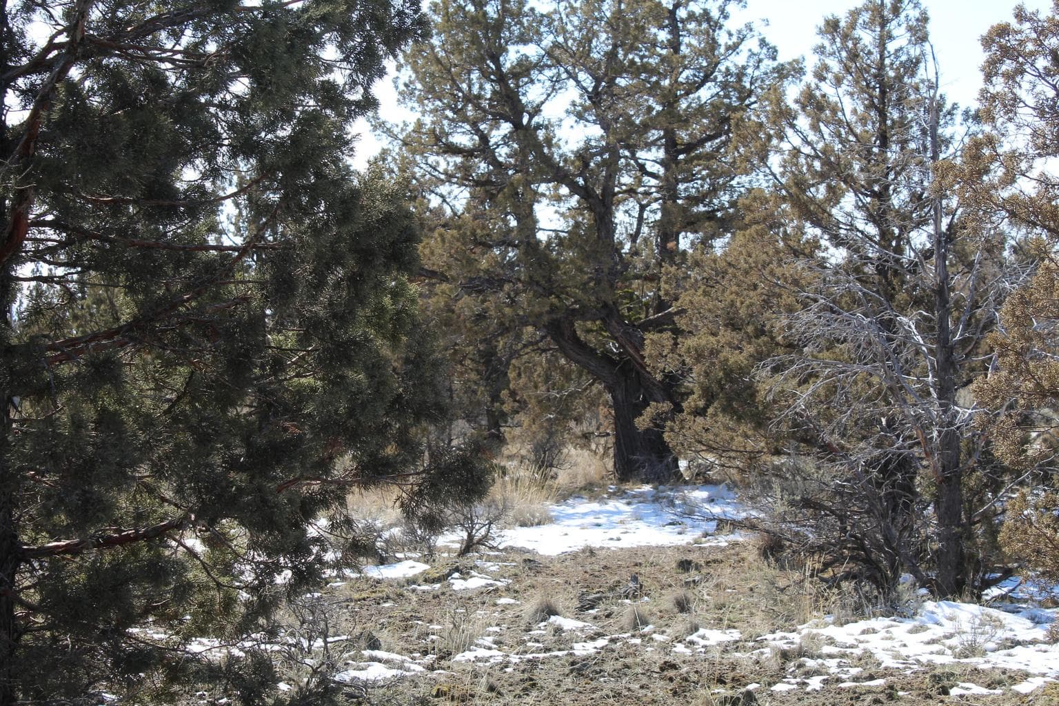 Photo of TL3000 SE Umatilla Loop 12 of 17