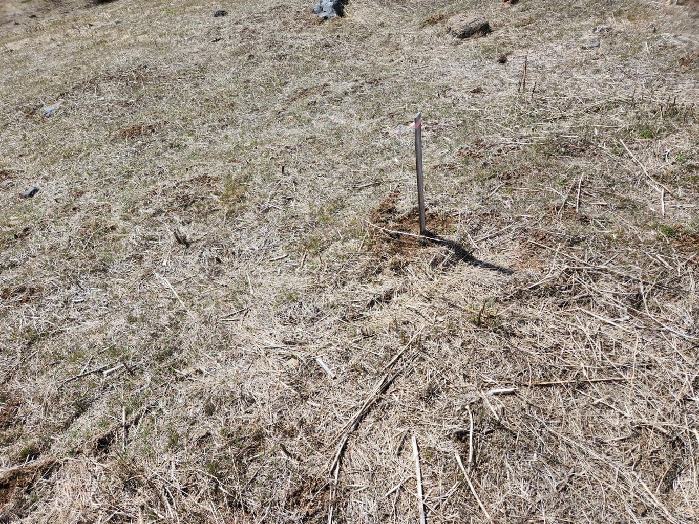 Photo of Lot 1134 Murrelet 4 of 12