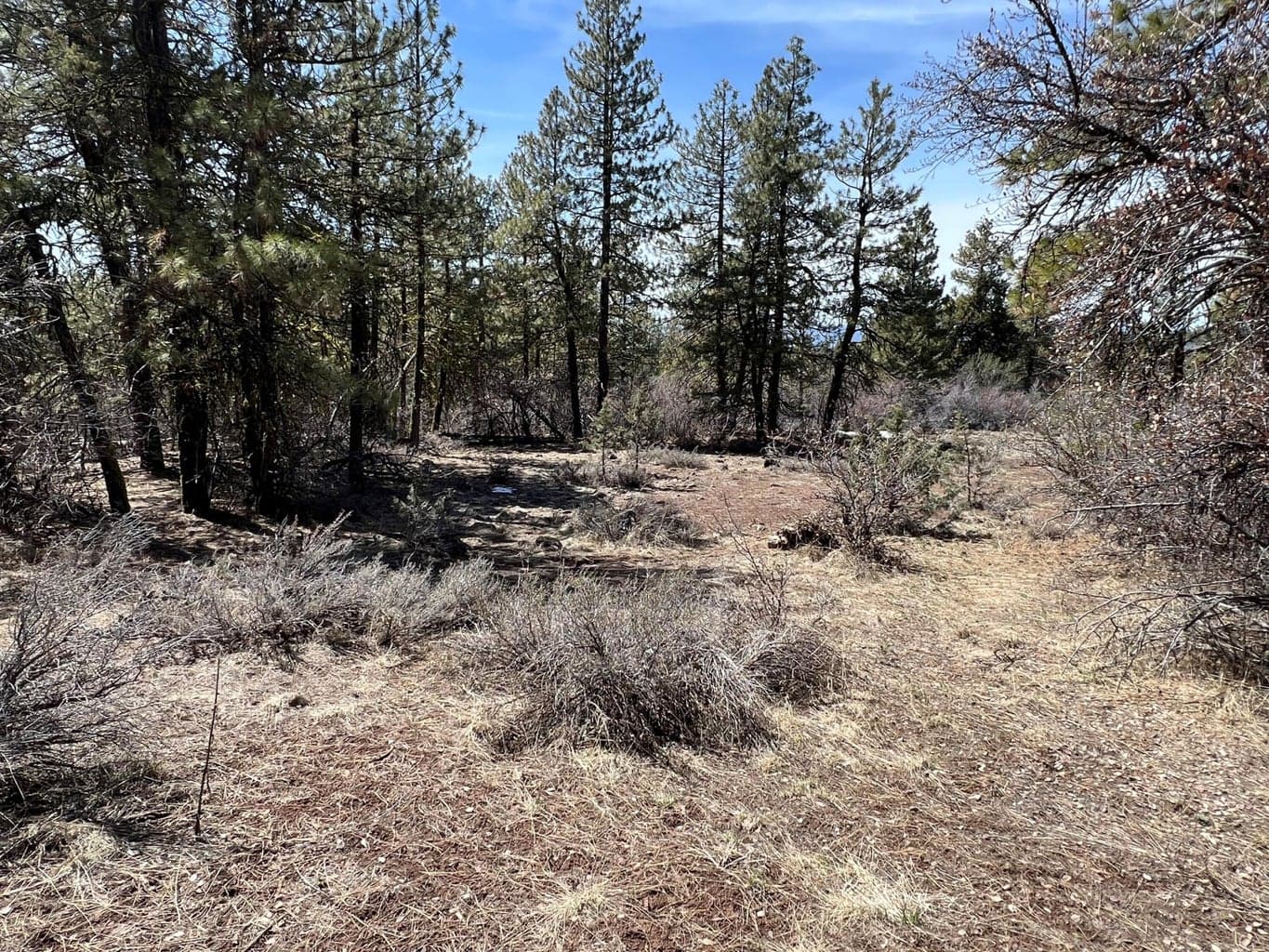 Photo of Lot 19 Nighthawk 2 of 7
