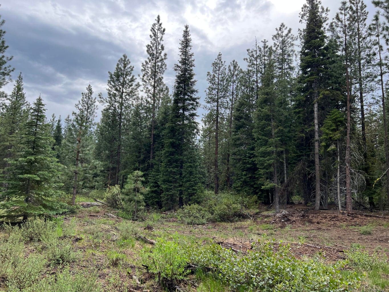 logging road, Fort Klamath, 97626