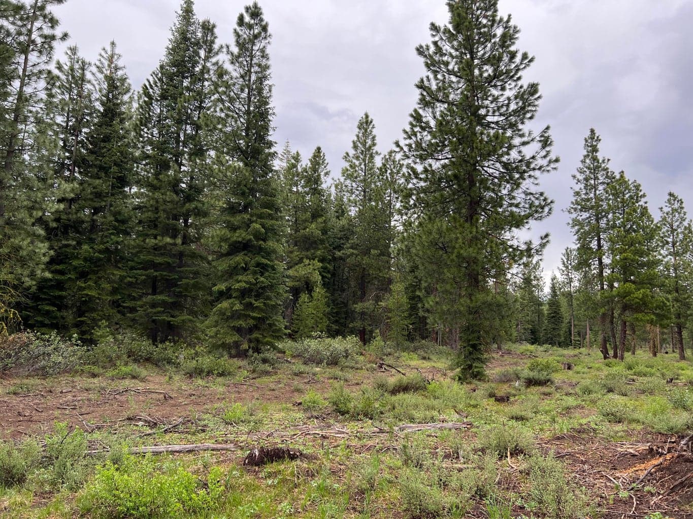 Photo of logging road 3 of 4