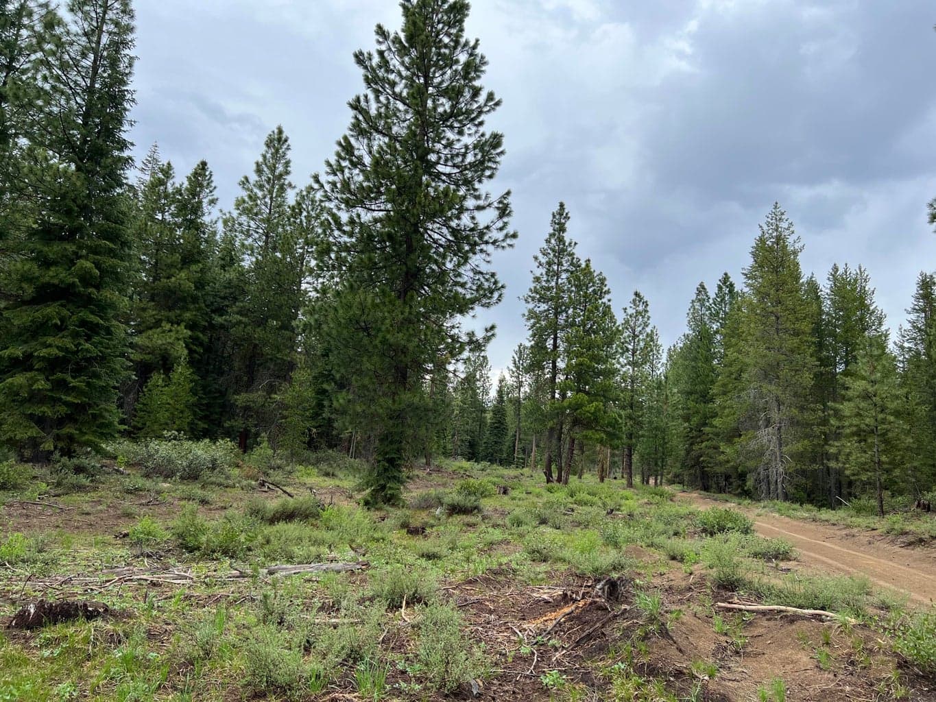 Photo of logging road 4 of 4