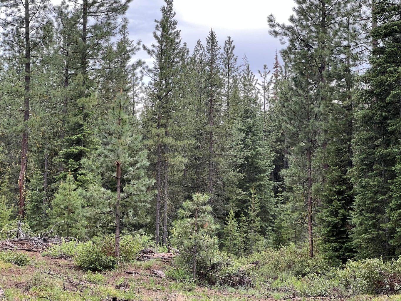 Photo of logging road 2 of 4