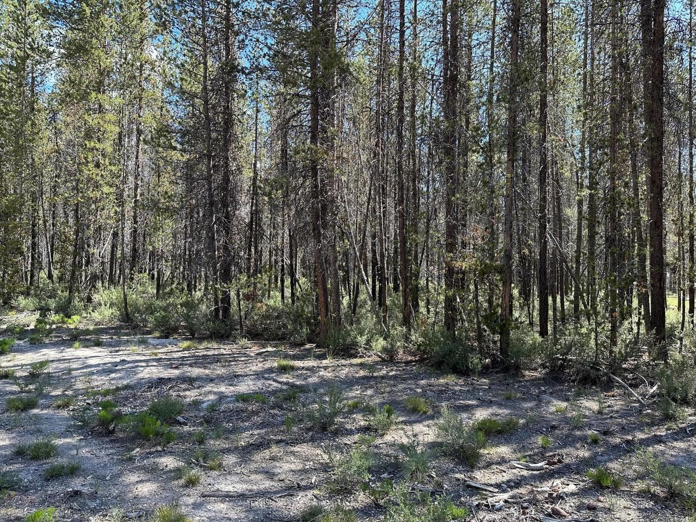 Photo of Banyon 3 of 3