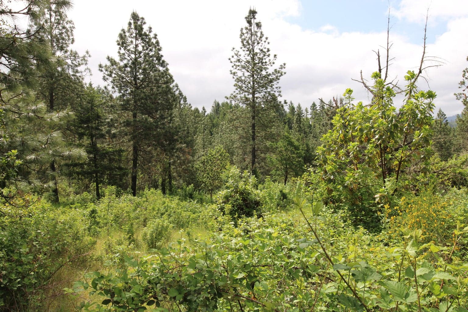 Photo of Cow Creek 1 of 24