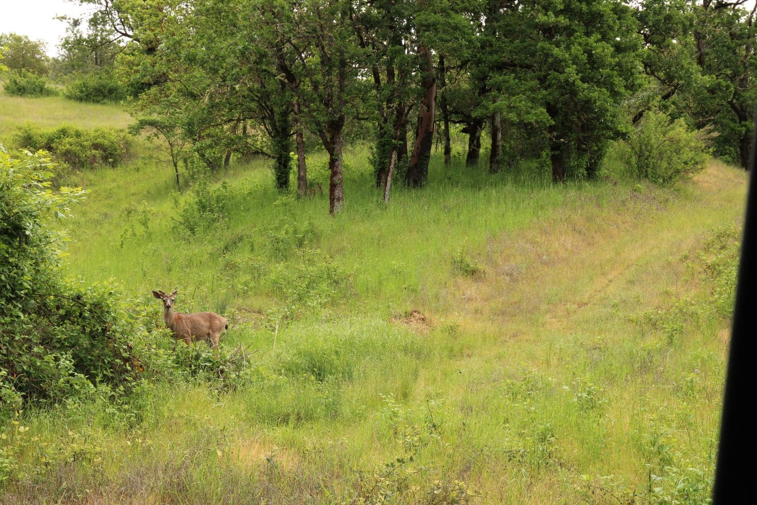 Photo of Cow Creek 2 of 24