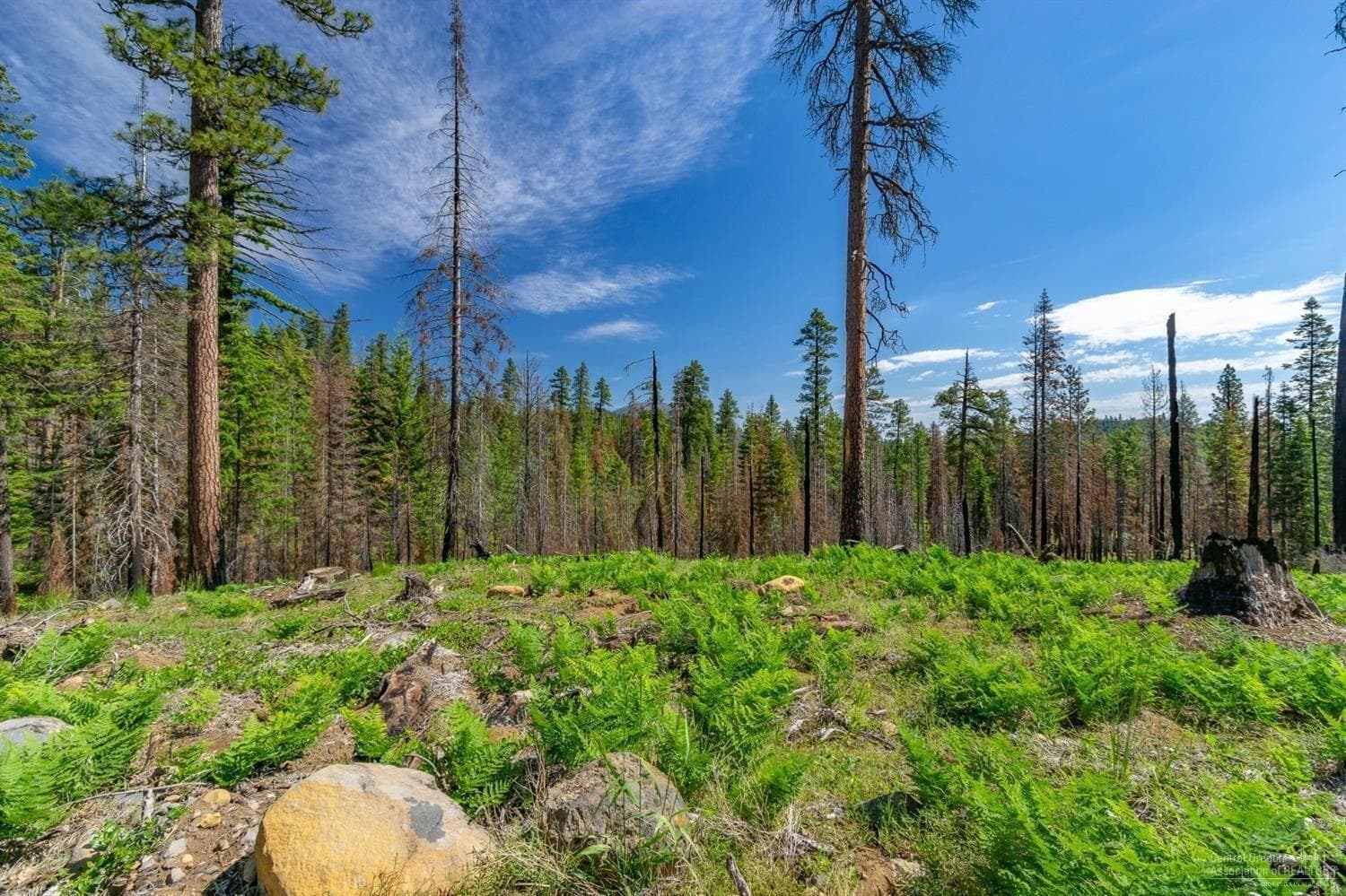Photo of Lot-500 Forest Service 2 of 19