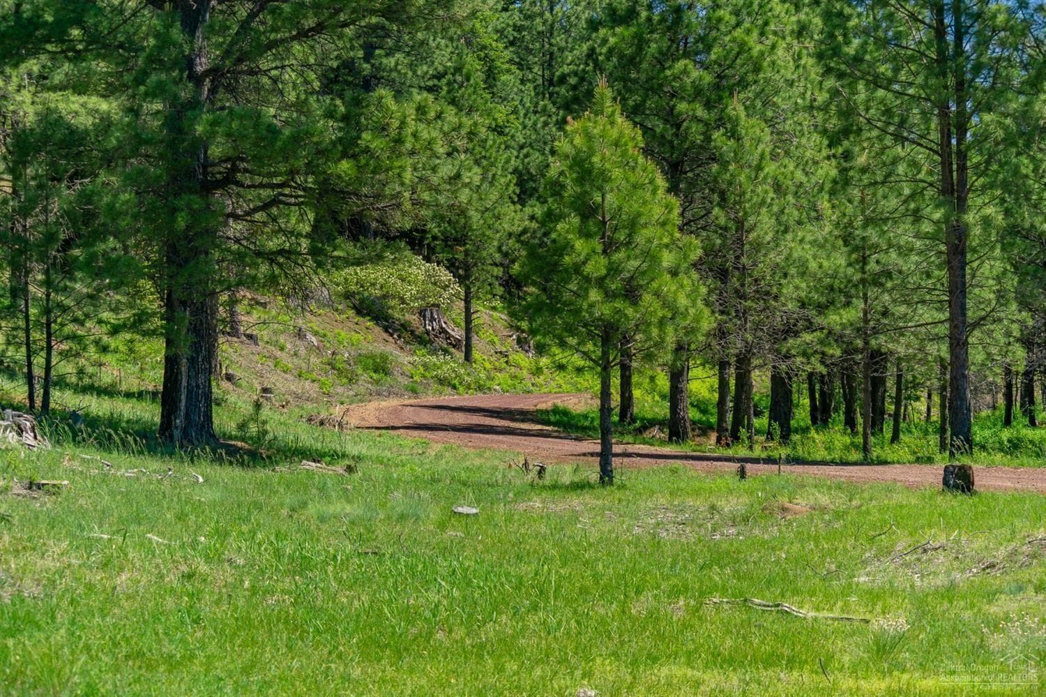 Photo of Lot-500 Forest Service 4 of 19