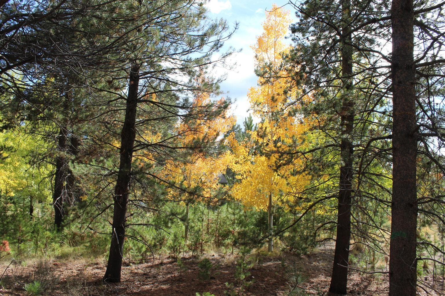 Photo of 57307 Beaver Ridge Loop 4 of 22