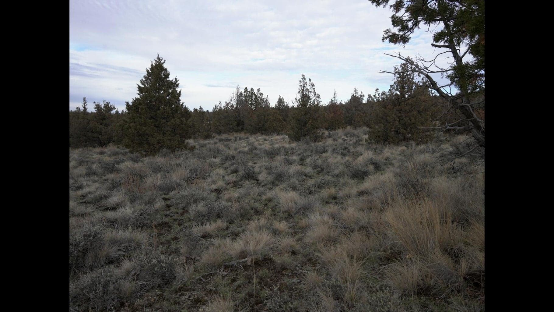 Photo of TL 600 Cougar 4 of 14