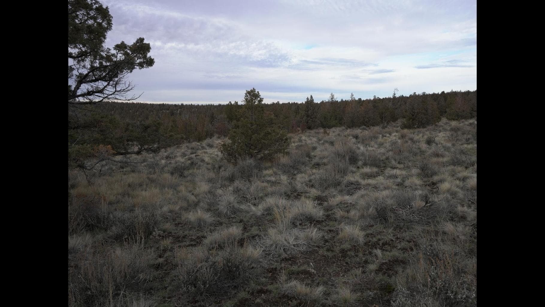 Photo of TL 600 Cougar 5 of 14