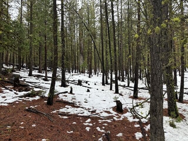 Lot 54 Porpoise, Bonanza, 97623