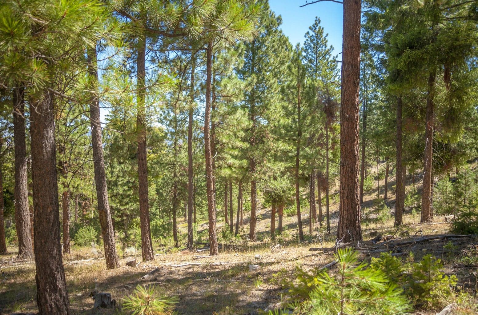 Photo of TBD Allen Creek Road 10 of 24