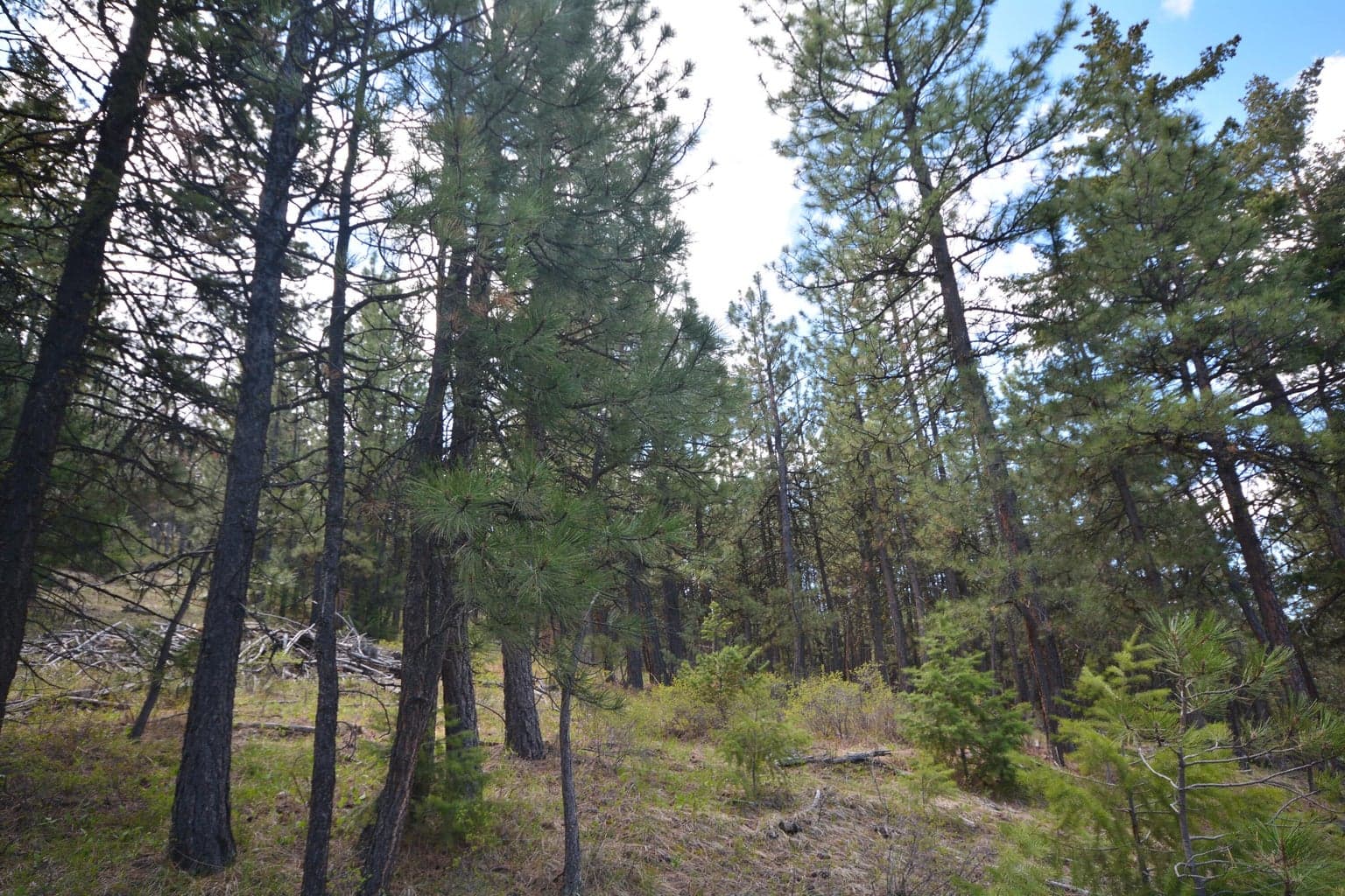 Photo of TBD Allen Creek Road 21 of 24