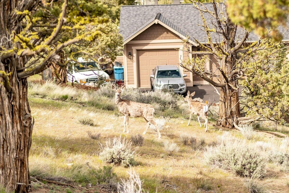 Photo of 10524 Bitterbrush Court 21 of 45