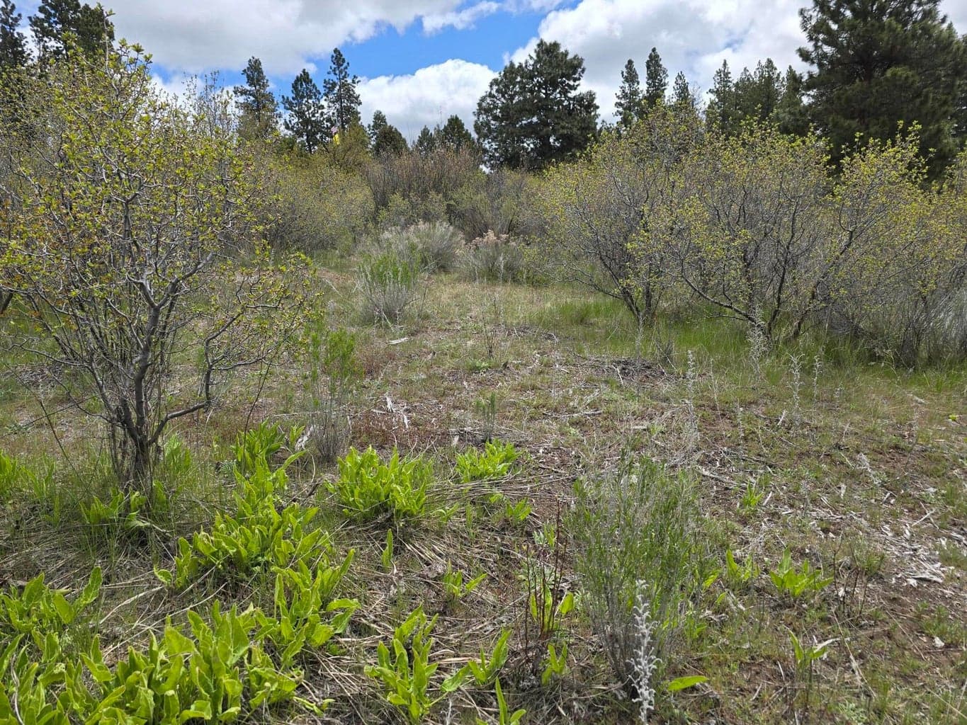 Photo of TL 3507-018AB-04400 2 of 11