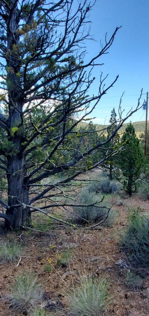 Photo of Weatherby 4 of 9
