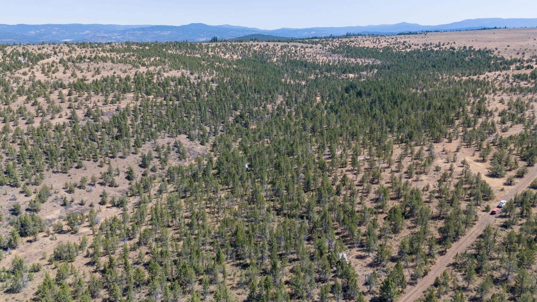 Photo of TL2400 Wolf 3 of 21