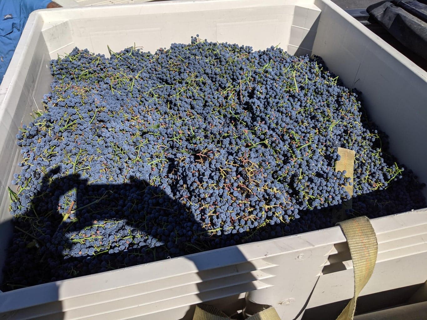 Yielding approx. 960 lbs of marquettes