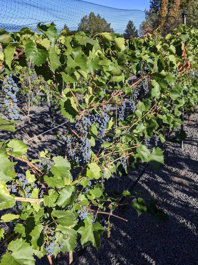 270 vines of Marquettes + 30 La Crescent grapes