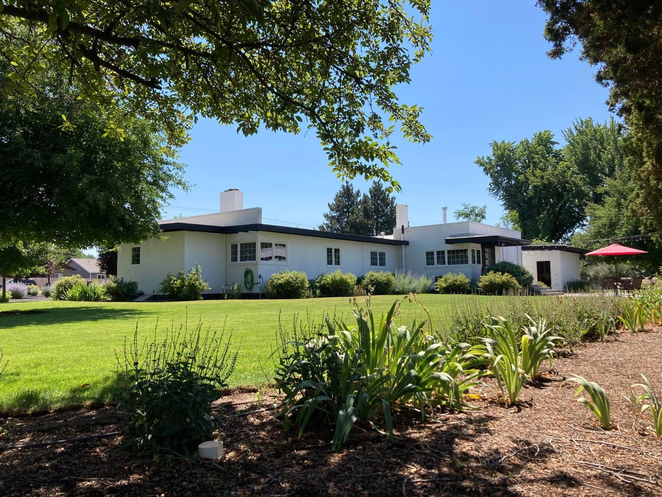 backyard lawn + Perennials