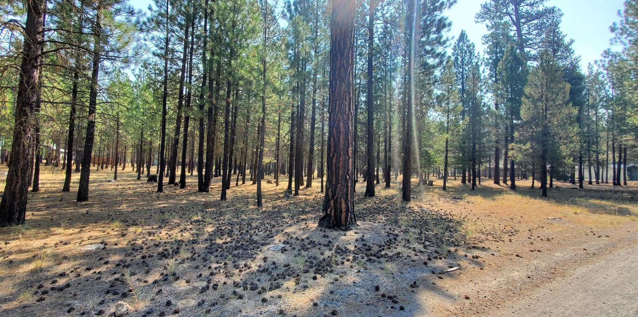 Photo of 51986 Black Pine 3 of 12