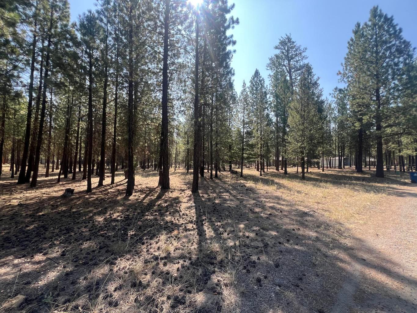 Photo of 51986 Black Pine 5 of 12