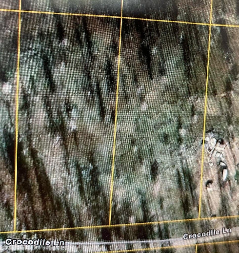 Lot 1300 Crocodile, Bonanza, 97623