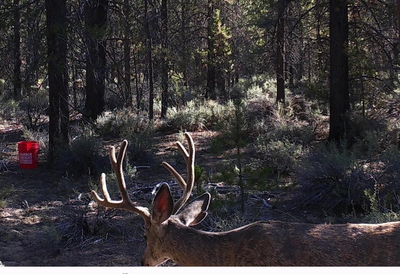 Trail Cam Wildlife Pics