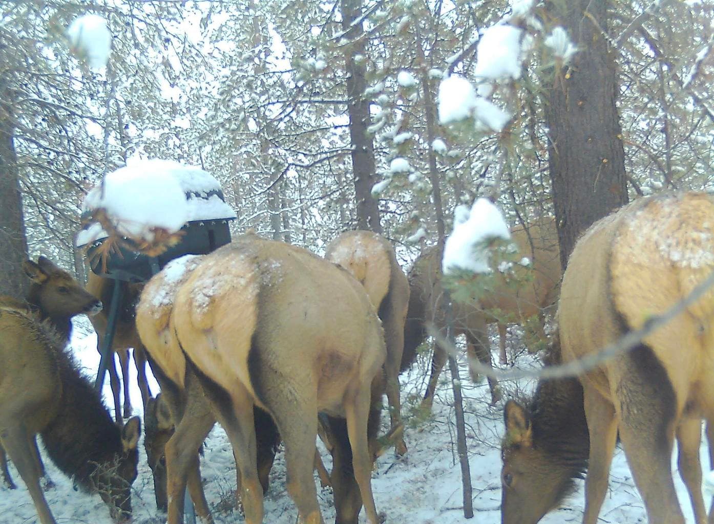 Trail Cam Wildlife Pics
