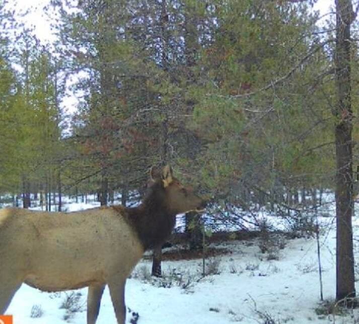 Trail Cam Wildlife Pics
