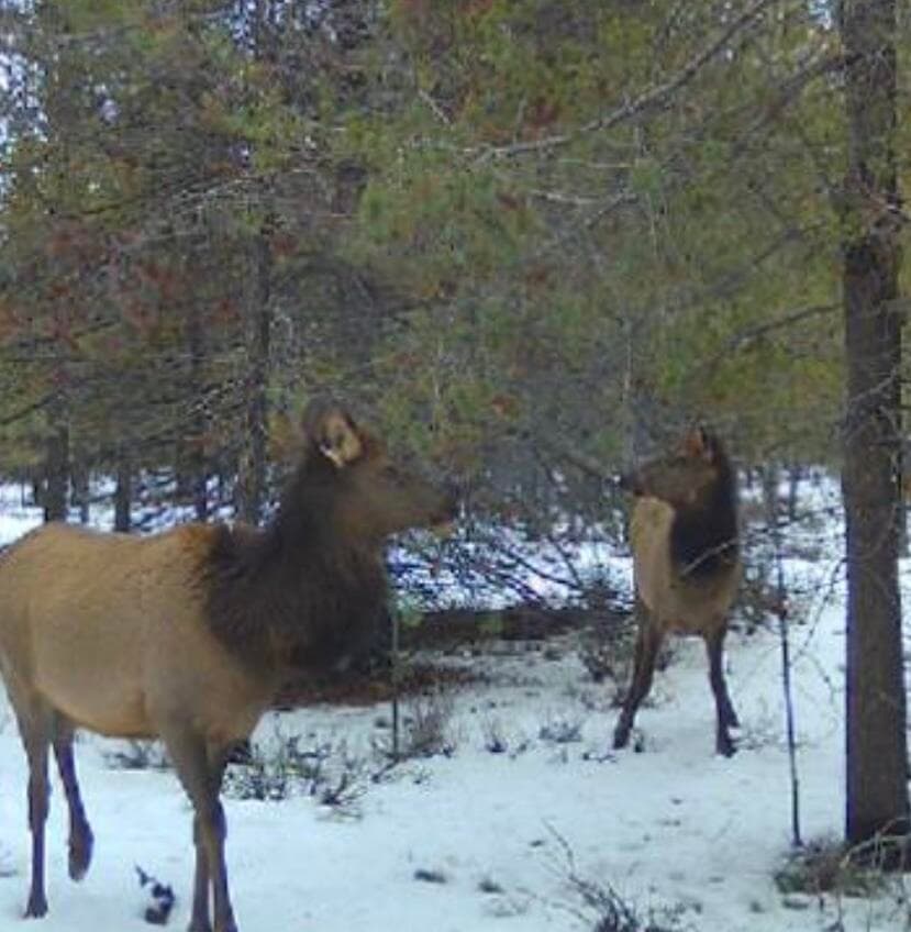 Trail Cam Wildlife Pics
