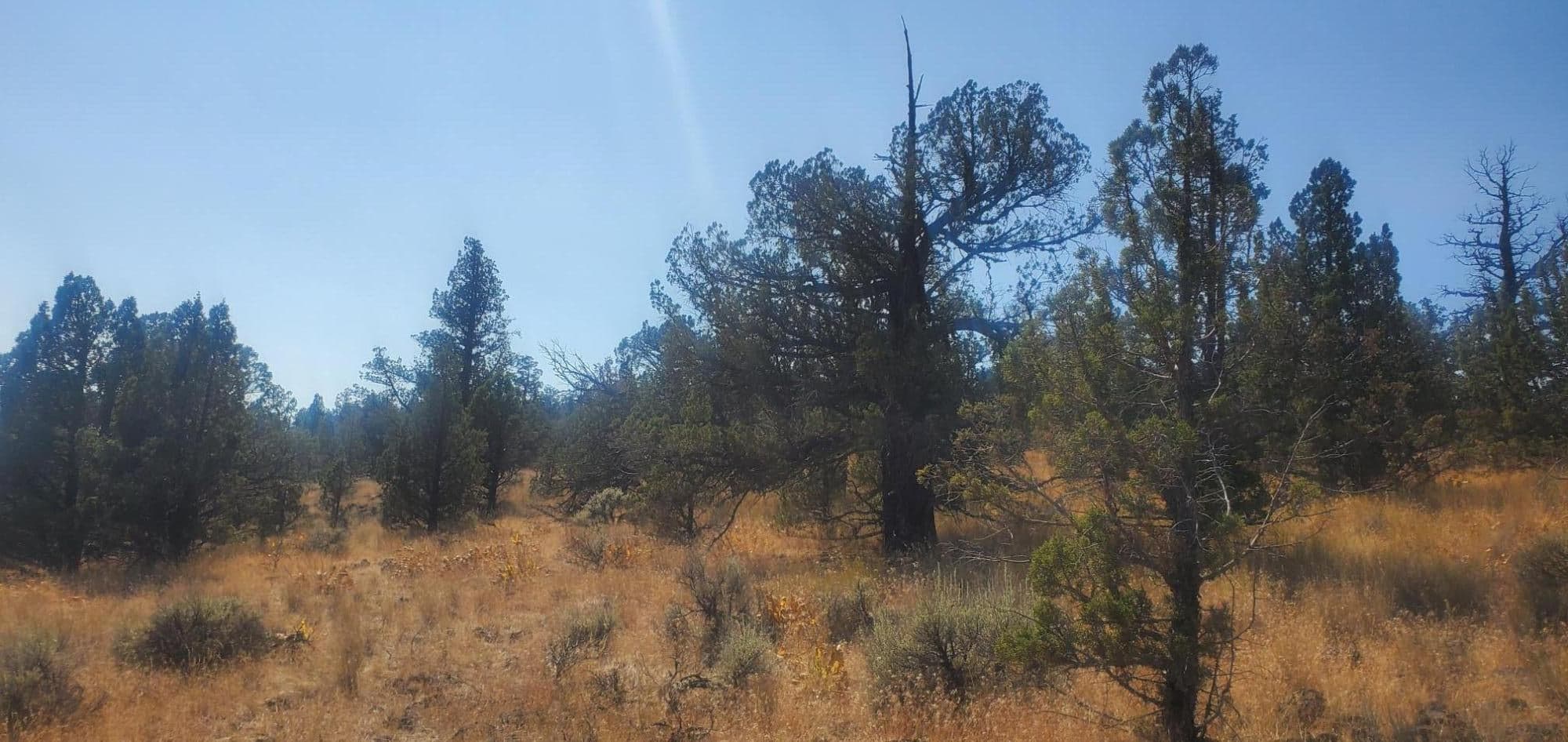 Photo of TL1000 Pinecrest 2 of 7