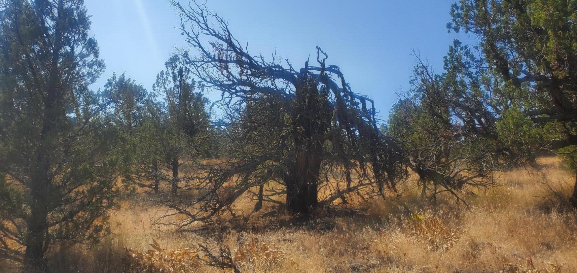 Photo of TL1000 Pinecrest 4 of 7