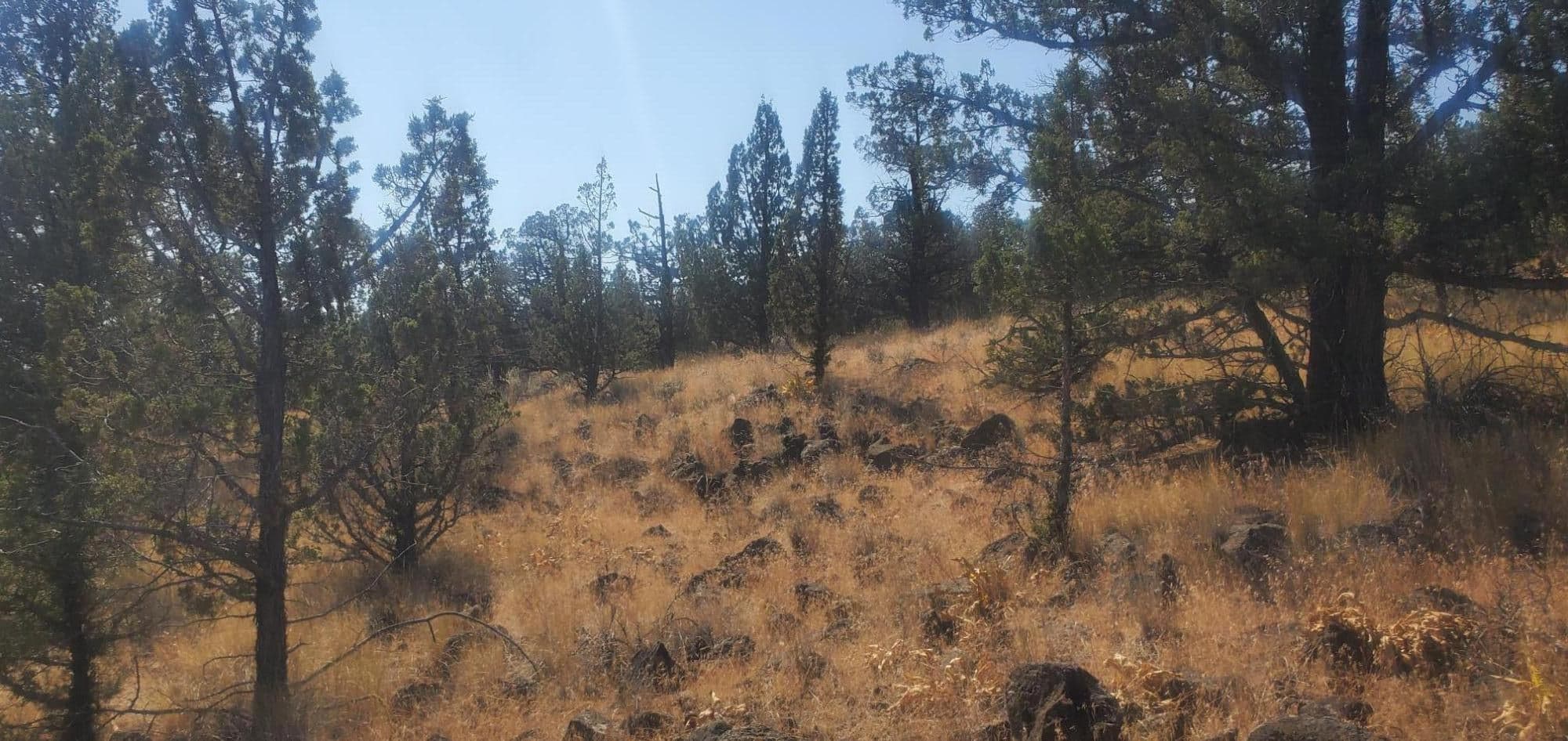 Photo of TL1000 Pinecrest 5 of 7