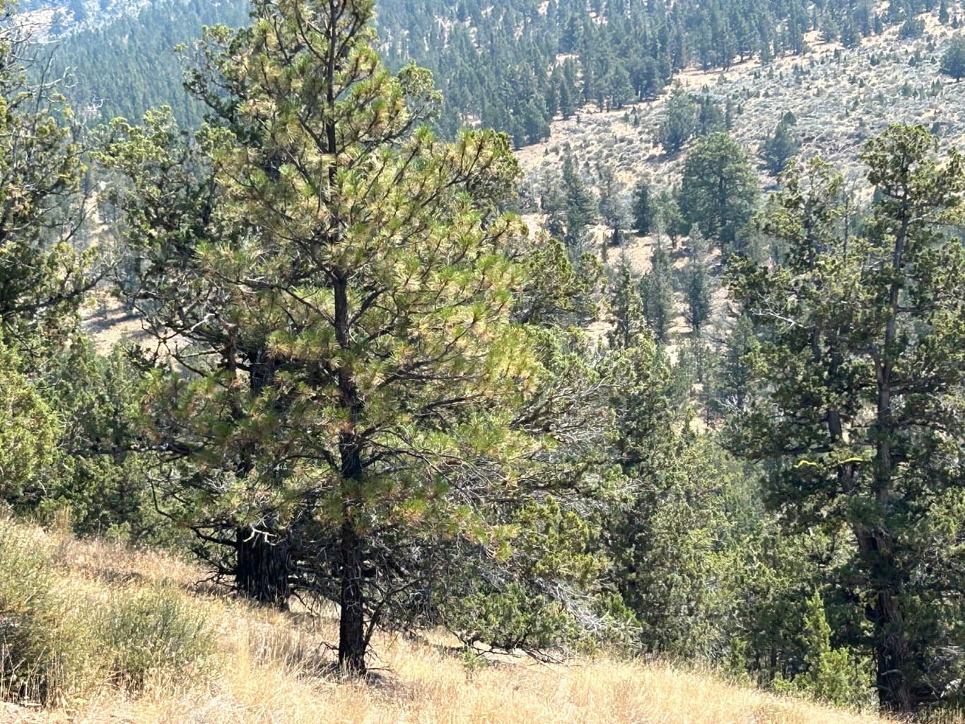 Photo of TL 1900 Simpson 3 of 7