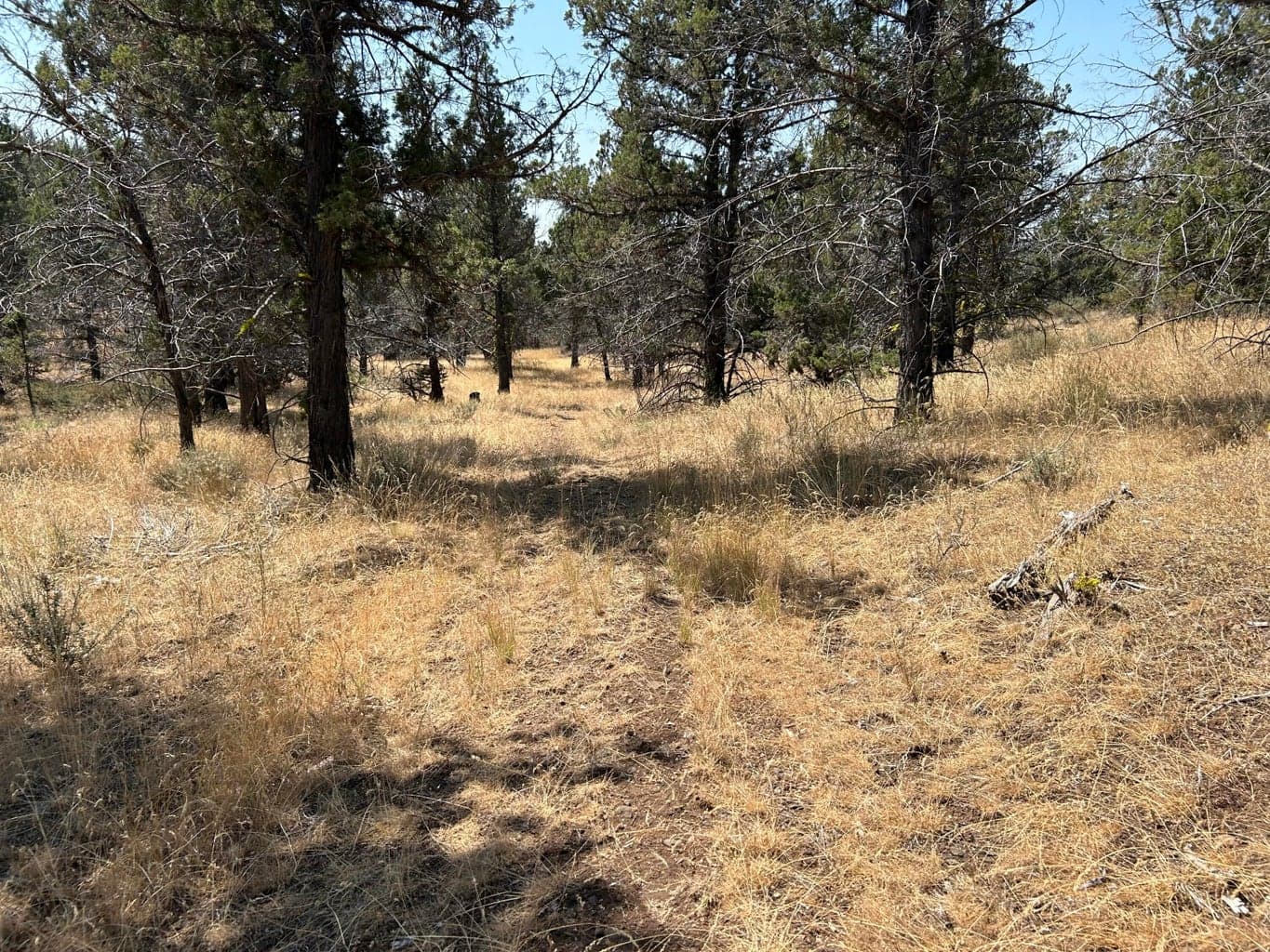 Photo of TL 1900 Simpson 5 of 7